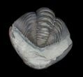 Enrolled Flexicalymene Trilobite From Ohio #10859-1